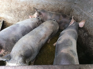 Vand porcii grași, bio cu porumb 18 lei kg detalii la Tel   - imagine 4