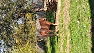 Cal castrat vârstă 6 ani  - imagine 2