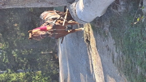 Cal castrat vârstă 6 ani  - imagine 3