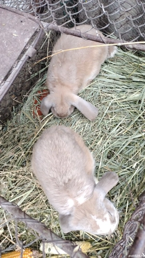 Vand 2 iepuroaice! - imagine 2 Vand 2 iepuroaice! - imagine 2