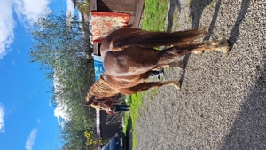 Cal castrat vârstă 6 ani  - imagine 5