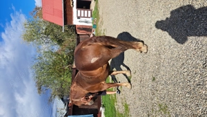 Cal castrat vârstă 6 ani  - imagine 4