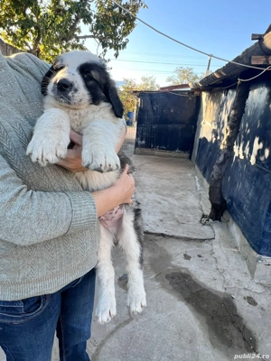 Ciobănești de Bucovina - imagine 3 Ciobănești de Bucovina - imagine 3