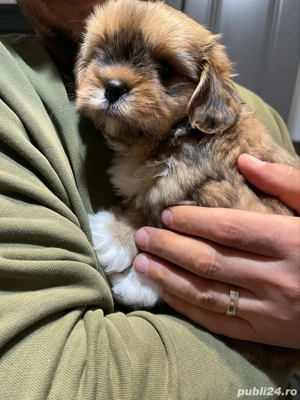 3 Catelusi Shih Tzu - imagine 2 3 Catelusi Shih Tzu - imagine 2