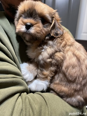 3 Catelusi Shih Tzu - imagine 4 3 Catelusi Shih Tzu - imagine 4