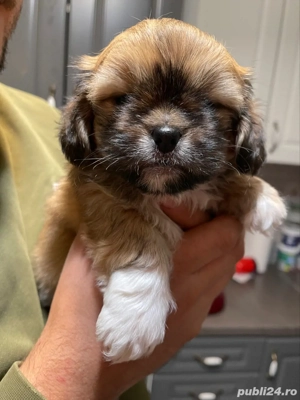 3 Catelusi Shih Tzu