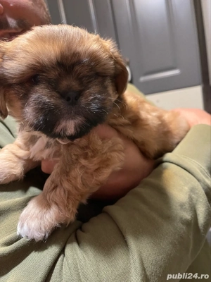 3 Catelusi Shih Tzu - imagine 3 3 Catelusi Shih Tzu - imagine 3