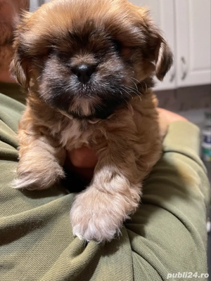 3 Catelusi Shih Tzu - imagine 5 3 Catelusi Shih Tzu - imagine 5