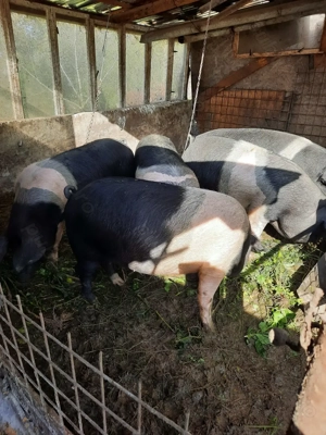 Porciiiiiiii de vanzare!  