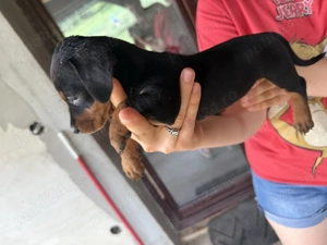 Tekel negru cu pete de foc - imagine 2 Tekel negru cu pete de foc - imagine 2