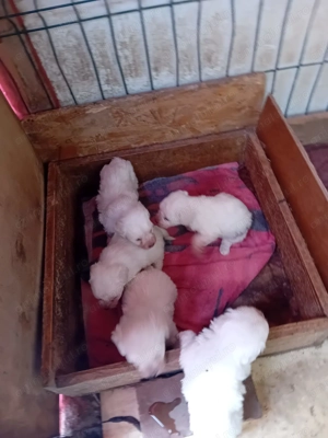 Catei de vinzare  - imagine 2 Catei de vinzare  - imagine 2