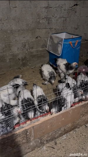 Cocoși Găini Brahma Columbia galben negru,Columbia alb negru,Potârnichiu
