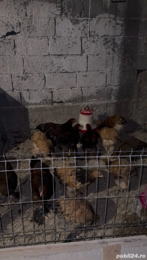 Cocoși Găini Brahma Columbia galben negru,Columbia alb negru,Potârnichiu - imagine 2