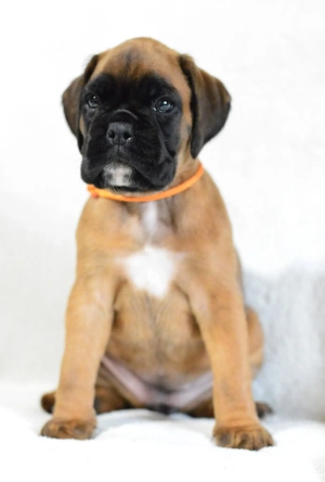 Pui Boxer cu Pedigree - imagine 2 Pui Boxer cu Pedigree - imagine 2