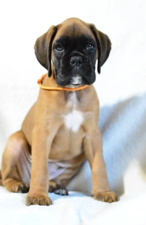 Pui Boxer cu Pedigree - imagine 3 Pui Boxer cu Pedigree - imagine 3