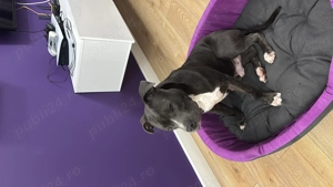 Amstaff 6 luni, vaccinat și microcipat   caută familie iubitoare