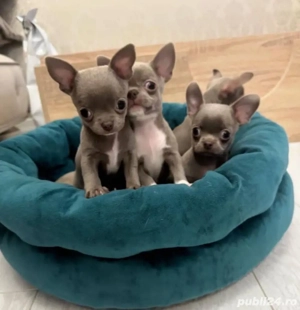 Mini catelusi Chihuahua