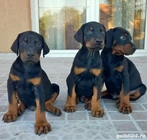 catelusi Doberman - imagine 3