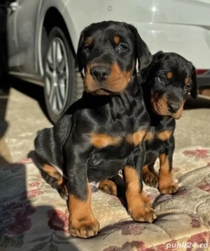 catelusi Doberman - imagine 2