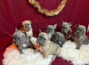 Cățeluși de buldog francez