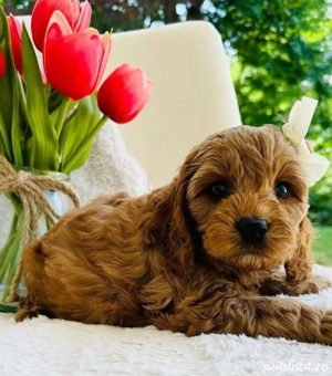 Mini catelusi Maltipoo - imagine 5