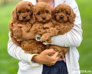 Mini catelusi Maltipoo
