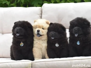catelusi Chow Chow - imagine 2