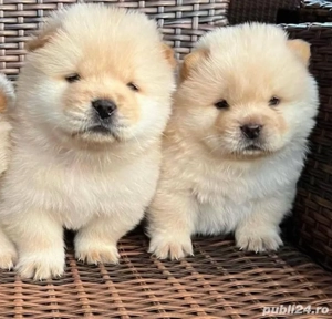 catelusi Chow Chow - imagine 4