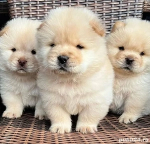 catelusi Chow Chow - imagine 3