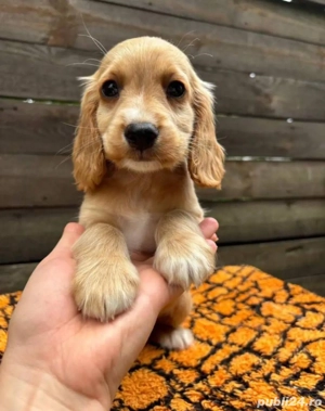 Cățeluși Cocker Spaniel  - imagine 5