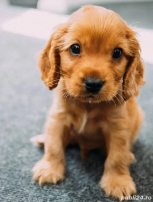 Cățeluși Cocker Spaniel  - imagine 4