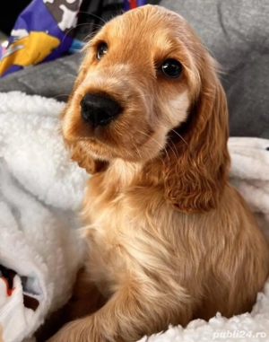 Cățeluși Cocker Spaniel  - imagine 2
