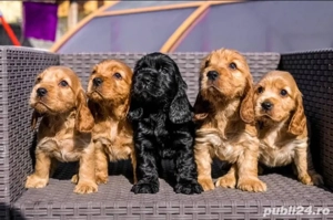 Cățeluși Cocker Spaniel 
