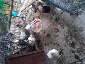 Pui paun din 2025 - imagine 4 Pui paun din 2025 - imagine 4