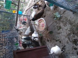 Pui paun din 2025 - imagine 3 Pui paun din 2025 - imagine 3