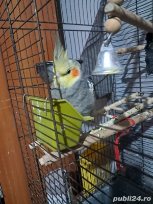 de vinzare doi baetei ninfa cintareti 