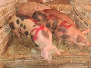 Vând porci de carne 13 lei kg  - imagine 3