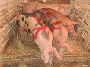 Vând porci grași de carne  - imagine 3 Vând porci grași de carne  - imagine 3