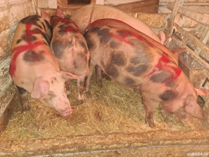 Vând porci de carne 13 lei kg  - imagine 4