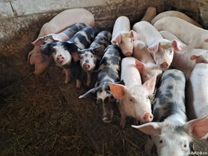 Vând porci de carne 13 lei kg  - imagine 5