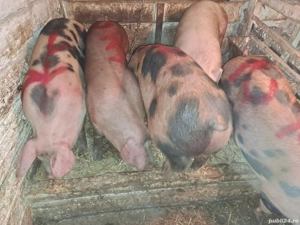 Vând porci grași de carne 