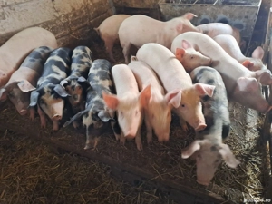 Vând porci grași de carne  - imagine 4 Vând porci grași de carne  - imagine 4