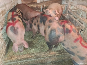 Vând porci grași de carne  - imagine 5 Vând porci grași de carne  - imagine 5