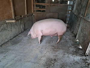 Porci de vânzare  - imagine 3