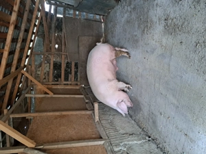 Porci de vânzare  - imagine 2