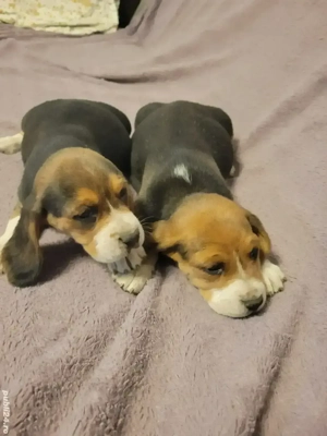 Catelus Beagle - imagine 2 Catelus Beagle - imagine 2
