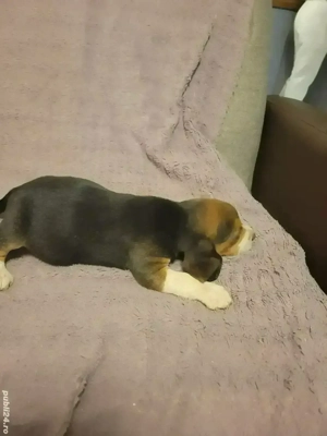 Catelus Beagle - imagine 4 Catelus Beagle - imagine 4