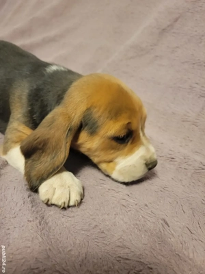Catelus Beagle - imagine 5 Catelus Beagle - imagine 5
