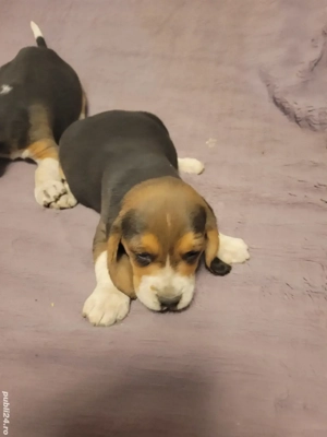 Catelus Beagle - imagine 3 Catelus Beagle - imagine 3