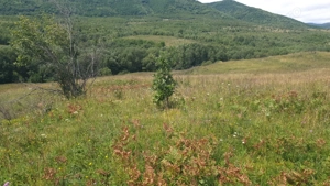 Pers Fizica vand teren SALICEA,IARA extravilan in parcele 3-500-2000 mp ideal CABANA - imagine 7